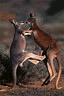 RedKangaroo.gif (6631 bytes)