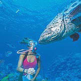 Diving the Great Barrier Reef