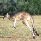 Kangaroo